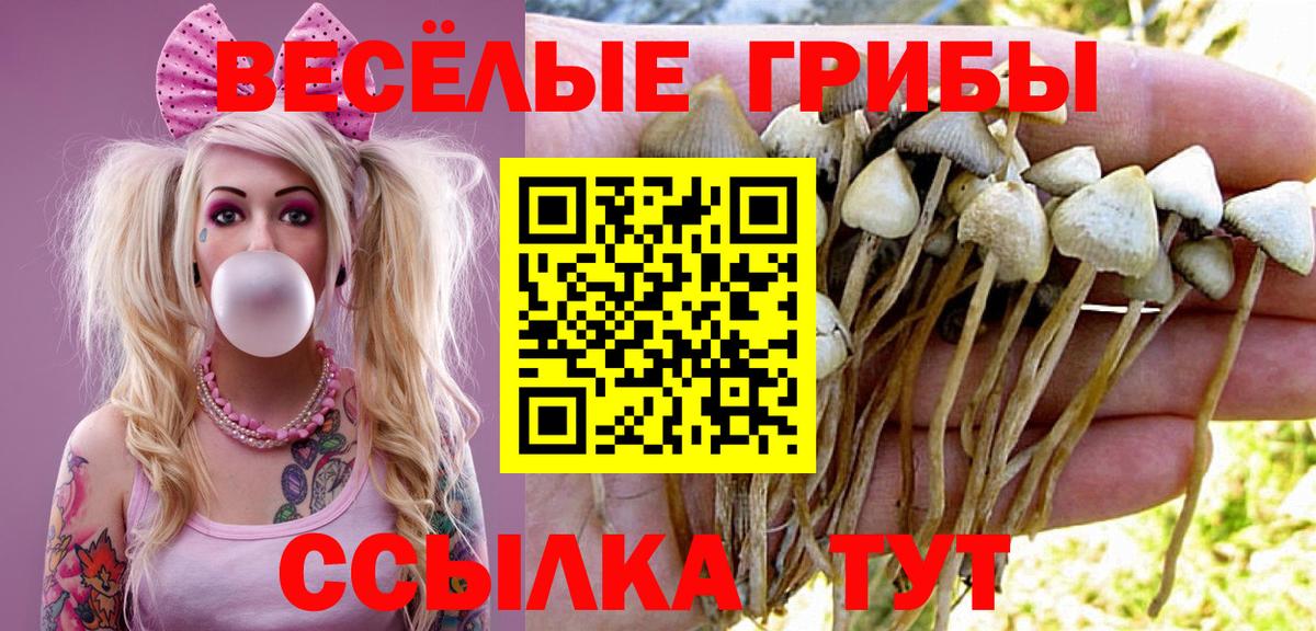 Псилоцибиновые грибы Psilocybine cubensis Ликино-Дулёво